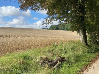 Holiday apartment Little Green Basedow - Environment photo 28