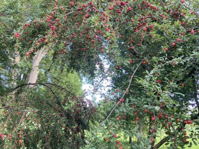 Holiday apartment Little Green Basedow - Environment photo 31