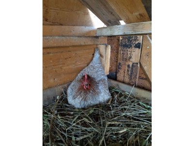 Holiday house Holiday Apartment Stella - Environment photo 36