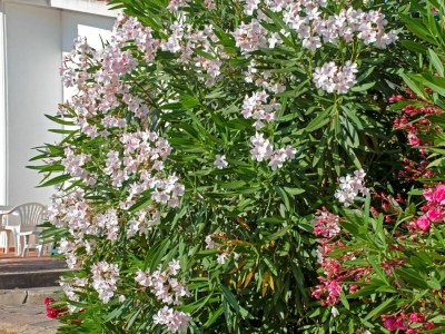 Villa VILLETTA PAOLA - VILLETTA PAOLA - Outdoor photo 15