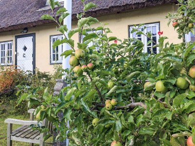 Holiday house 4 Sterne Ferienhaus in Humlebæk - Outdoor photo 11