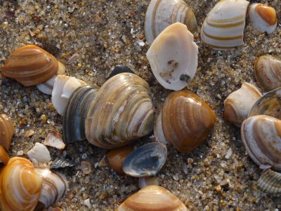 Holiday house Villa Muschelsucher - Environment photo 18