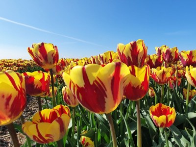 Holiday house Villa Muschelsucher - Environment photo 29