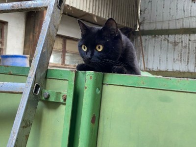 Apartment Tinyhouse - Outdoor photo 6