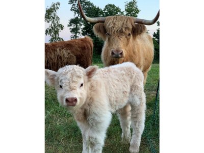 Apartment Tinyhouse - Outdoor photo 7