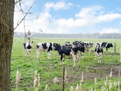 Holiday house Ferienhaus in Elim für 8 Personen - Environment photo 33