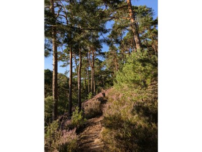 Apartment Charlottes Waldresidenz - Outdoor photo 6