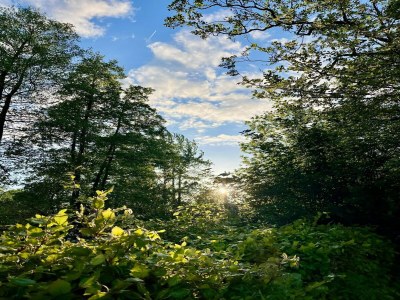 Holiday park Holiday home in Scherpenzeel - Environment photo 34