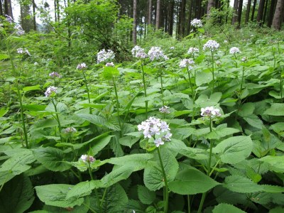 Apartment Ferienhaus Quartier-Eifel No. 45, bis 4 Personen - Outdoor photo 20
