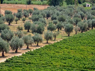 Holiday park Wunderschönes Ferienhaus mit Schwimmbad in Vila Flor - Environment photo 25