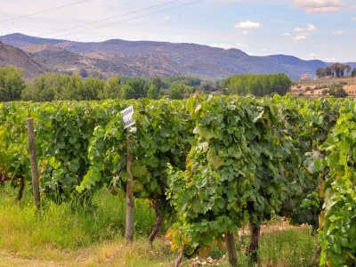 Holiday park Cozy Cottage with Swimming Pool - Environment photo 27