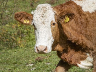 Apartment Wohnung I - Outdoor photo 21