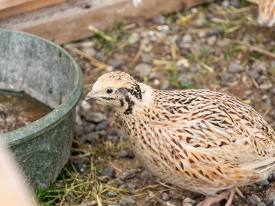 Apartment Appartement Babsi - Outdoor photo 34