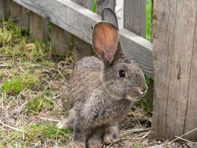 Apartment Appartement Babsi - Outdoor photo 35