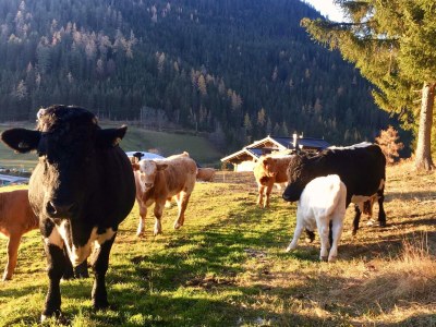 Apartment Panoramareich - Outdoor photo 22