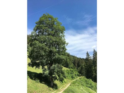 Apartment Panoramareich - Outdoor photo 36