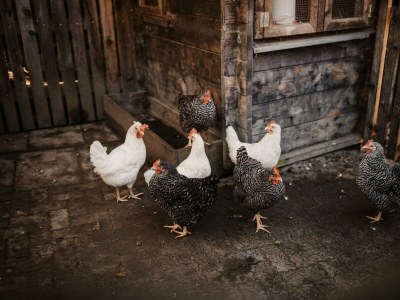 Apartment Appartement "Hochalm" - Outdoor photo 24