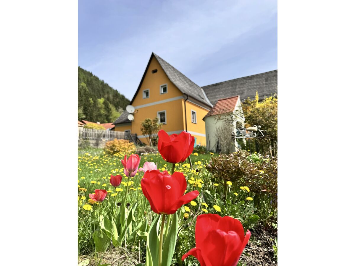 Apartment Ferienwohnung 1