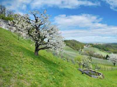 Apartment Ferienwohnung "Am Heissberg" - Outdoor photo 48
