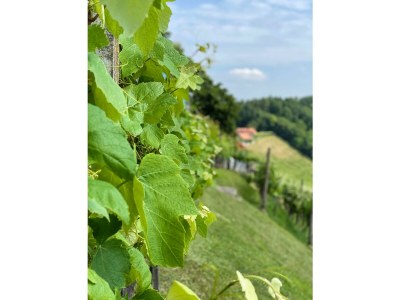 Apartment Ferienwohnung "Am Heissberg" - Outdoor photo 111