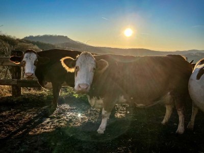 Apartment Ferienwohnung "Am Heissberg" - Features photo 126