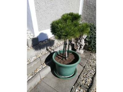 Apartment Ferienhaus - Outdoor photo 13