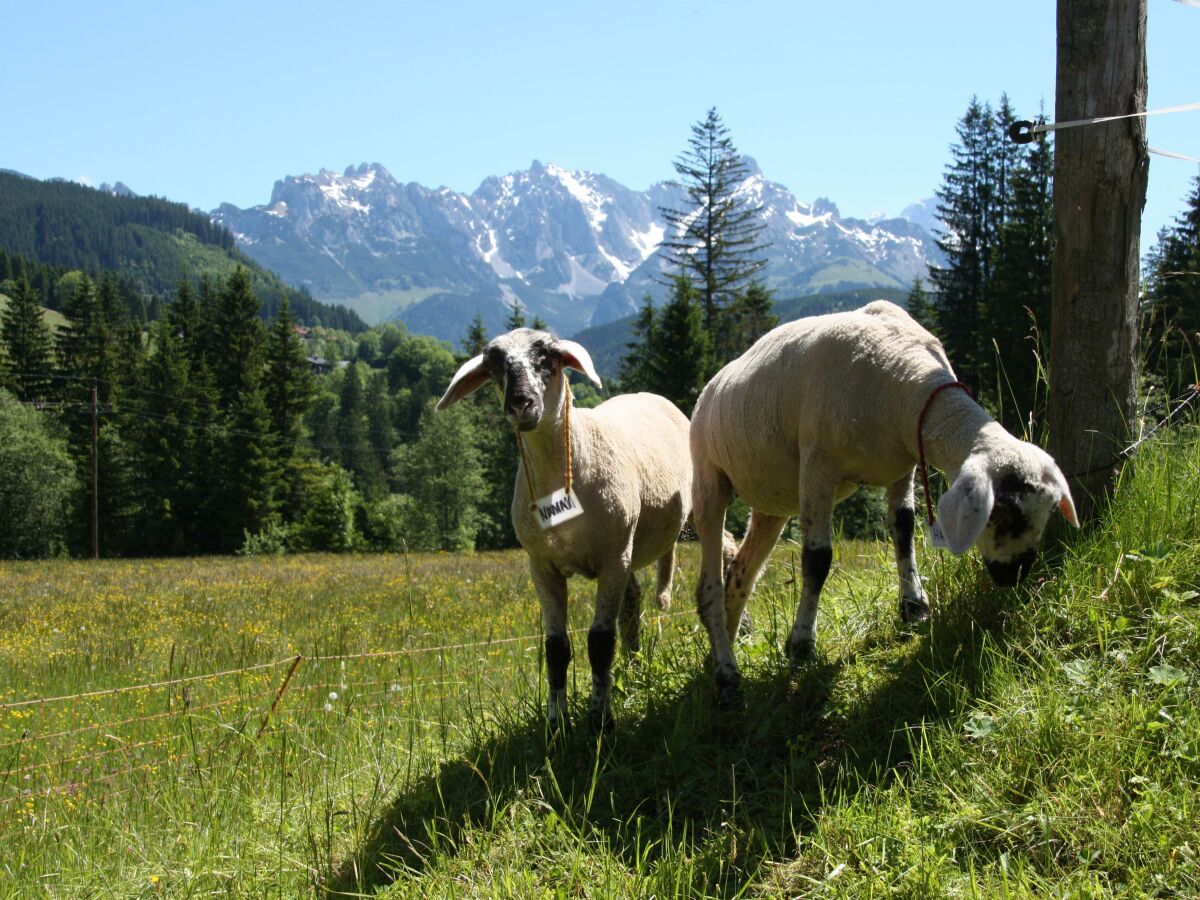 Holiday room Junior Suite Lammertal, Dusche, WC, Balkon - Outdoor photo 3