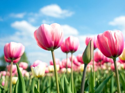 Chalet Chalet Duinpan 4 - Environment photo 26