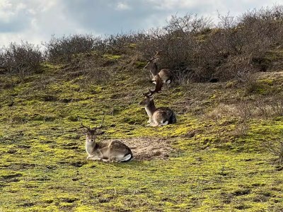 Holiday house Busy You @ Sea - Environment photo 30
