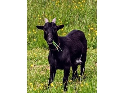 Holiday house La Vacherie - Outdoor photo 12