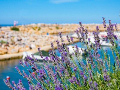 Holiday apartment Canigou, garden & grill, on 2Ha shared park w. pool - Environment photo 27