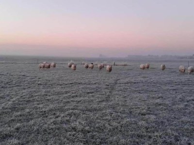 Holiday house Chalet in Friesland near Large Lakes - Environment photo 22