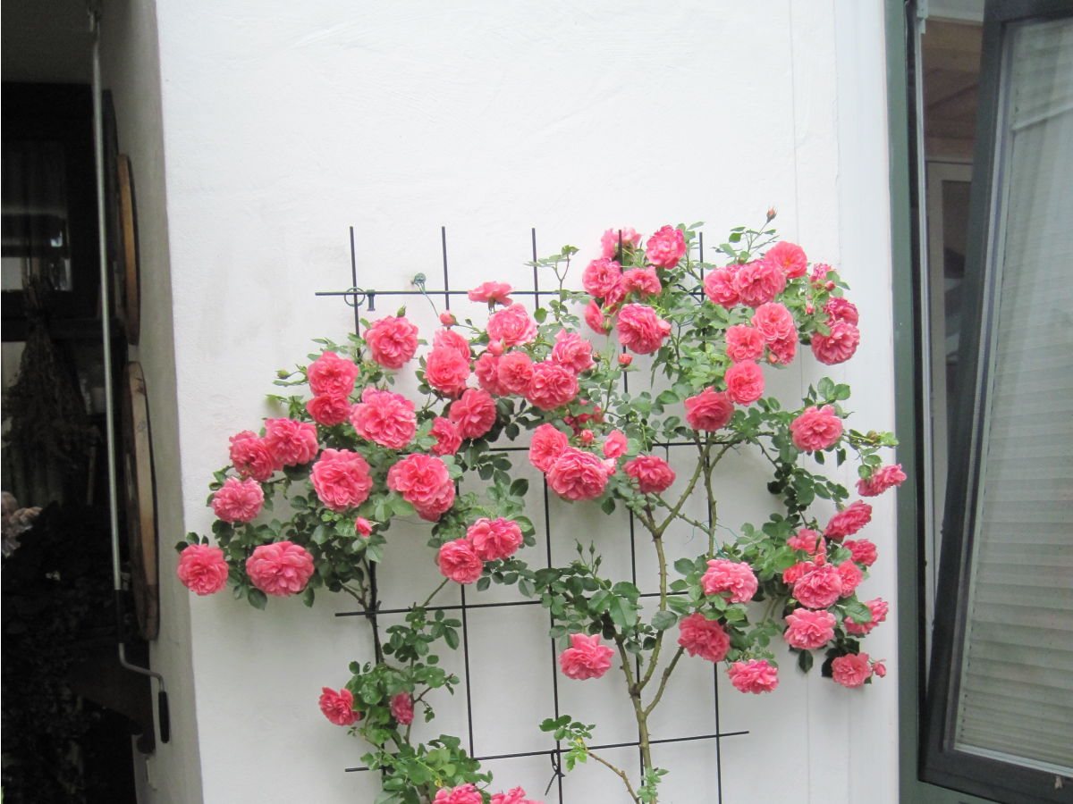 Holiday apartment 2 in the house Sonnenbichl - Outdoor photo 3