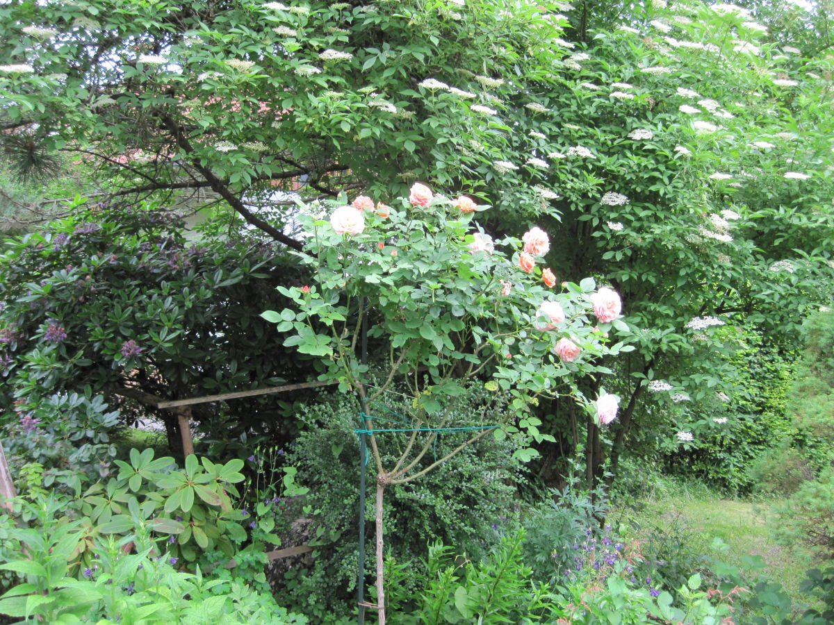 Holiday apartment 2 in the house Sonnenbichl - Outdoor photo 4