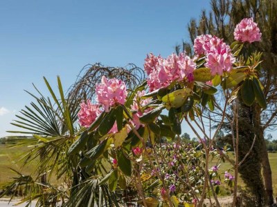 Holiday park Chalet in Vrouwenpolder near Banjaard Beach - Outdoor photo 35
