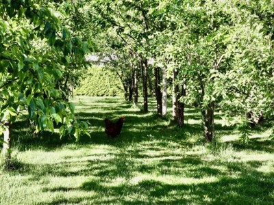 Holiday park Waterside Bliss in Lochem - Environment photo 20