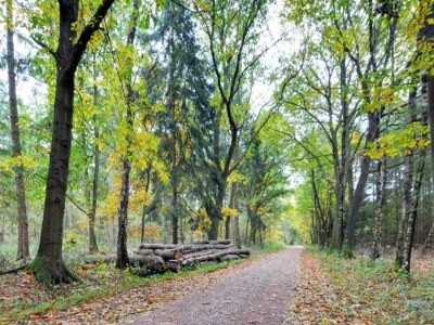 Holiday park Wellness Forest Retreat - Environment photo 22