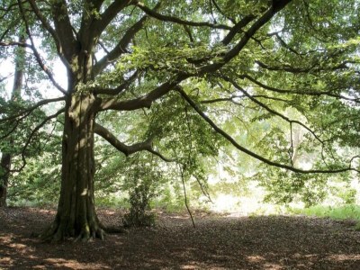 Holiday park Wellness Forest Retreat - Environment photo 35