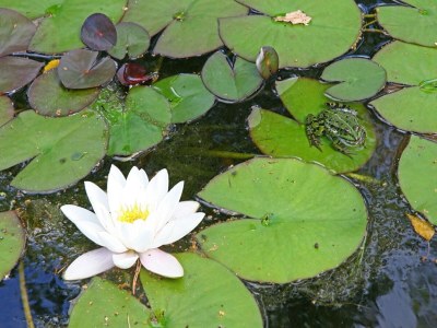 Holiday park Schicke Waldhütte mit Sauna - Outdoor photo 5