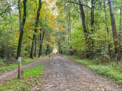 Holiday park Schicke Waldhütte mit Sauna - Environment photo 35