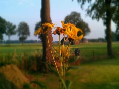 Holiday park Chalet in Zell am See near Ski Slope - Environment photo 27