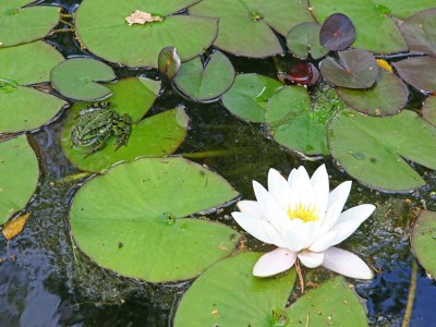 Holiday park Chalet in Zell am See near Ski Slope - Outdoor photo 38