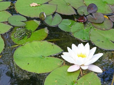 Holiday park Chalet am Wald für 4 Pers. Von Belvilla - Environment photo 34