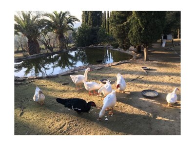 Holiday house Caseta Trudy - Outdoor photo 7