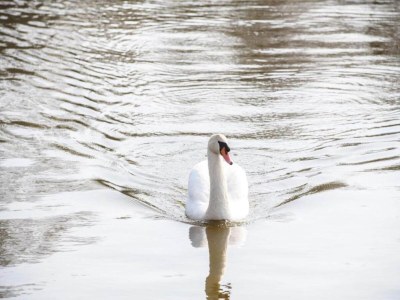 Holiday park Familienurlaub am Wasser - Environment photo 28