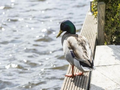 Holiday park Familienurlaub am Wasser - Environment photo 33