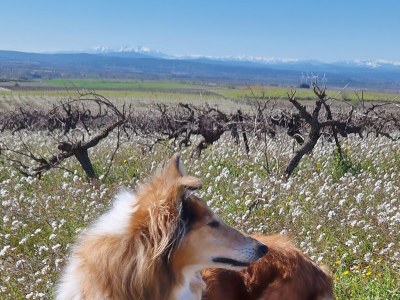 Holiday house Villa Lezard vert - Environment photo 19