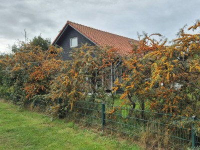 Holiday house Ferienhaus De Waterlelie - Outdoor photo 8