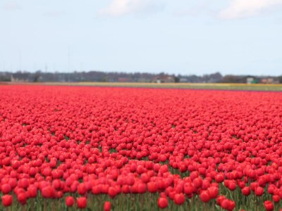 Holiday house Ferienhaus De Waterlelie - Environment photo 28