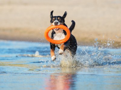 Chalet Duinpan Wasser 9 - Environment photo 23